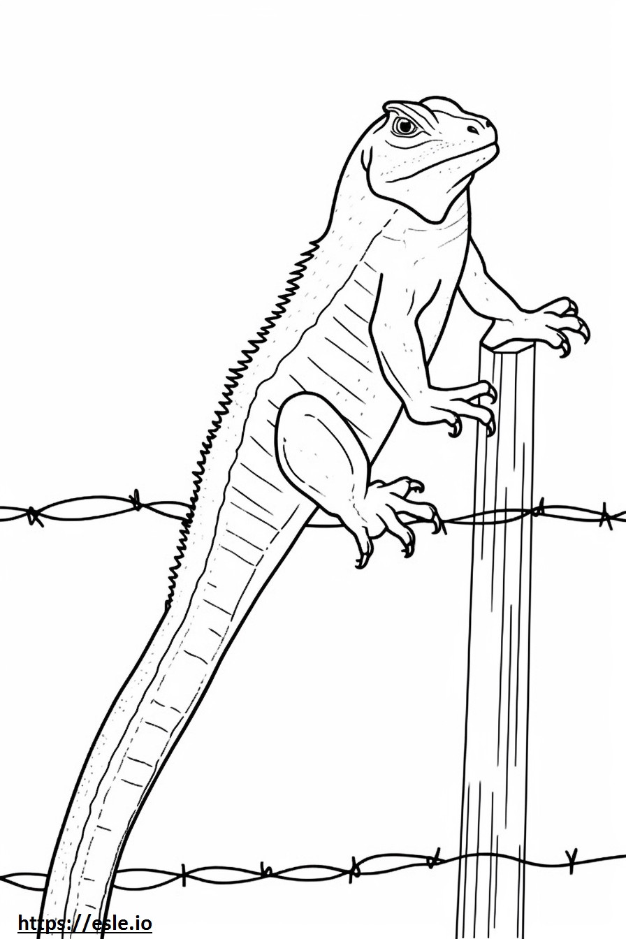 Eastern Fence Lizard full body coloring page
