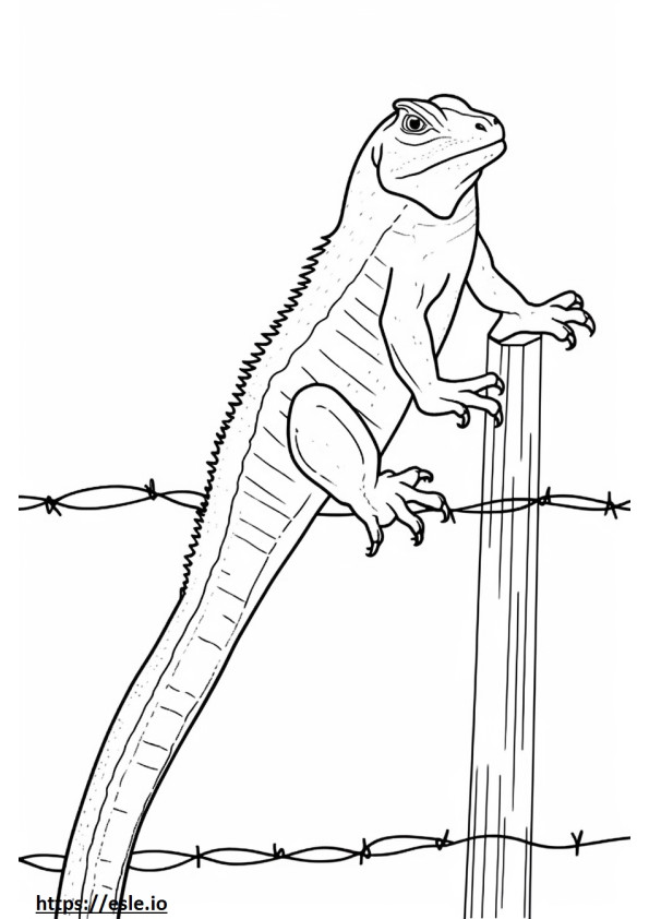 Eastern Fence Lizard koko vartalo värityskuva