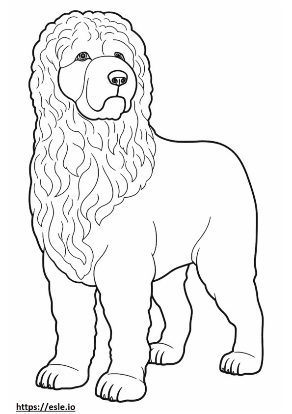Goldendoodle full body coloring page