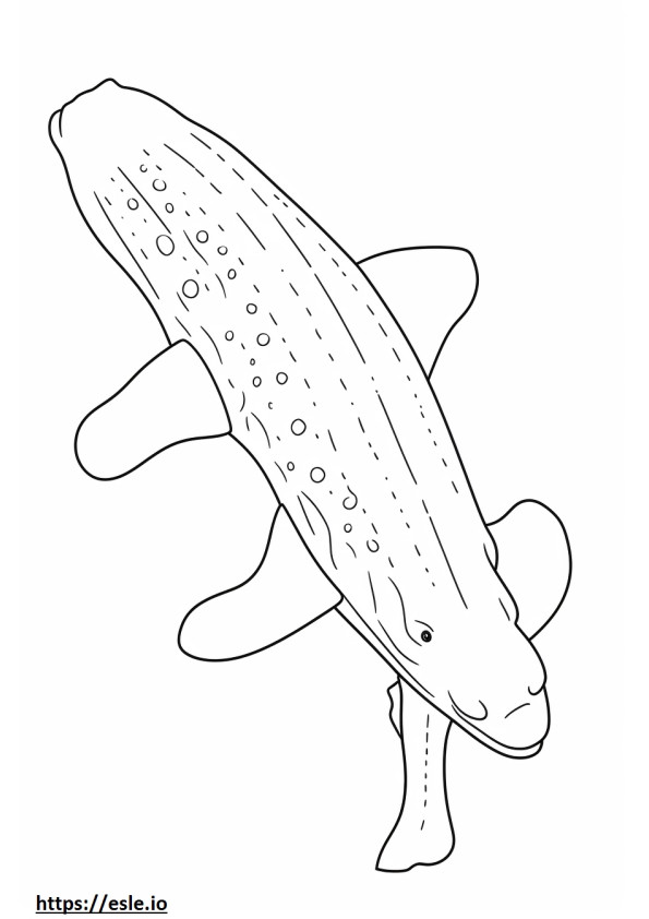 Corpo inteiro de tubarão-baleia para colorir