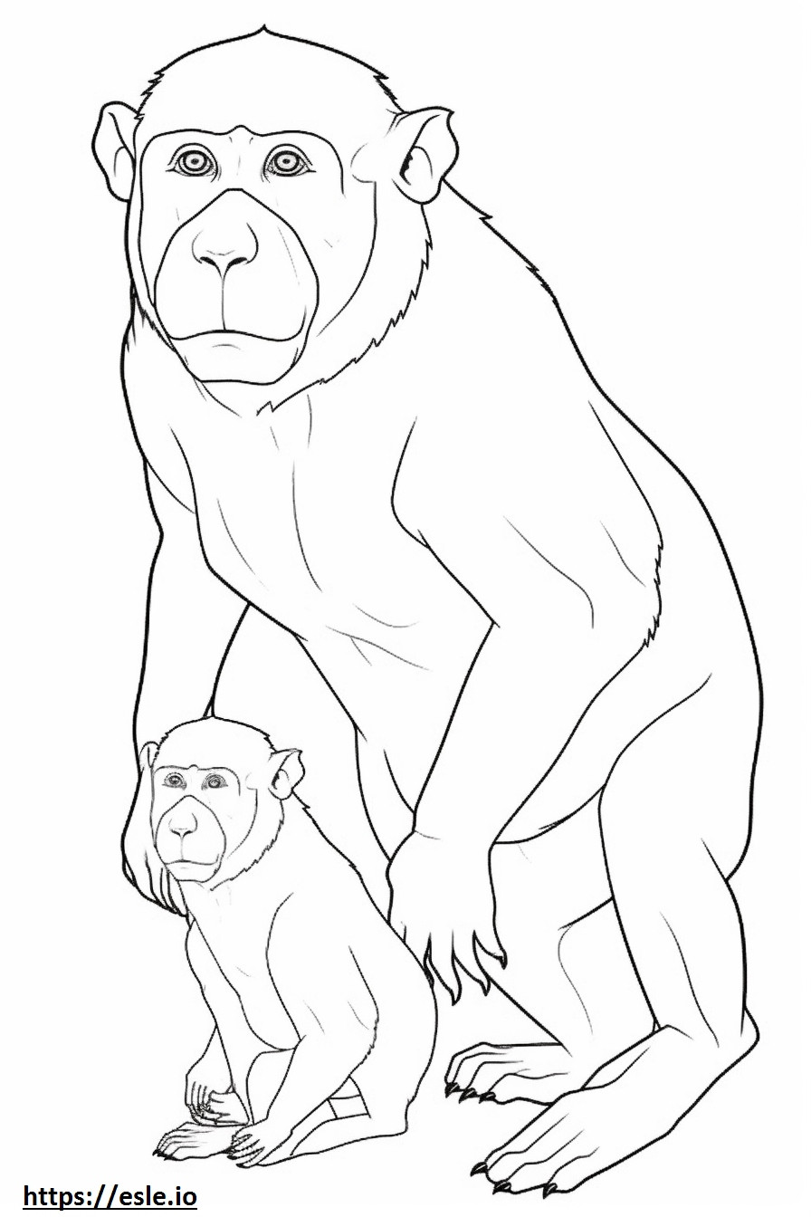 Macaco Comedor de Caranguejo Kawaii para colorir