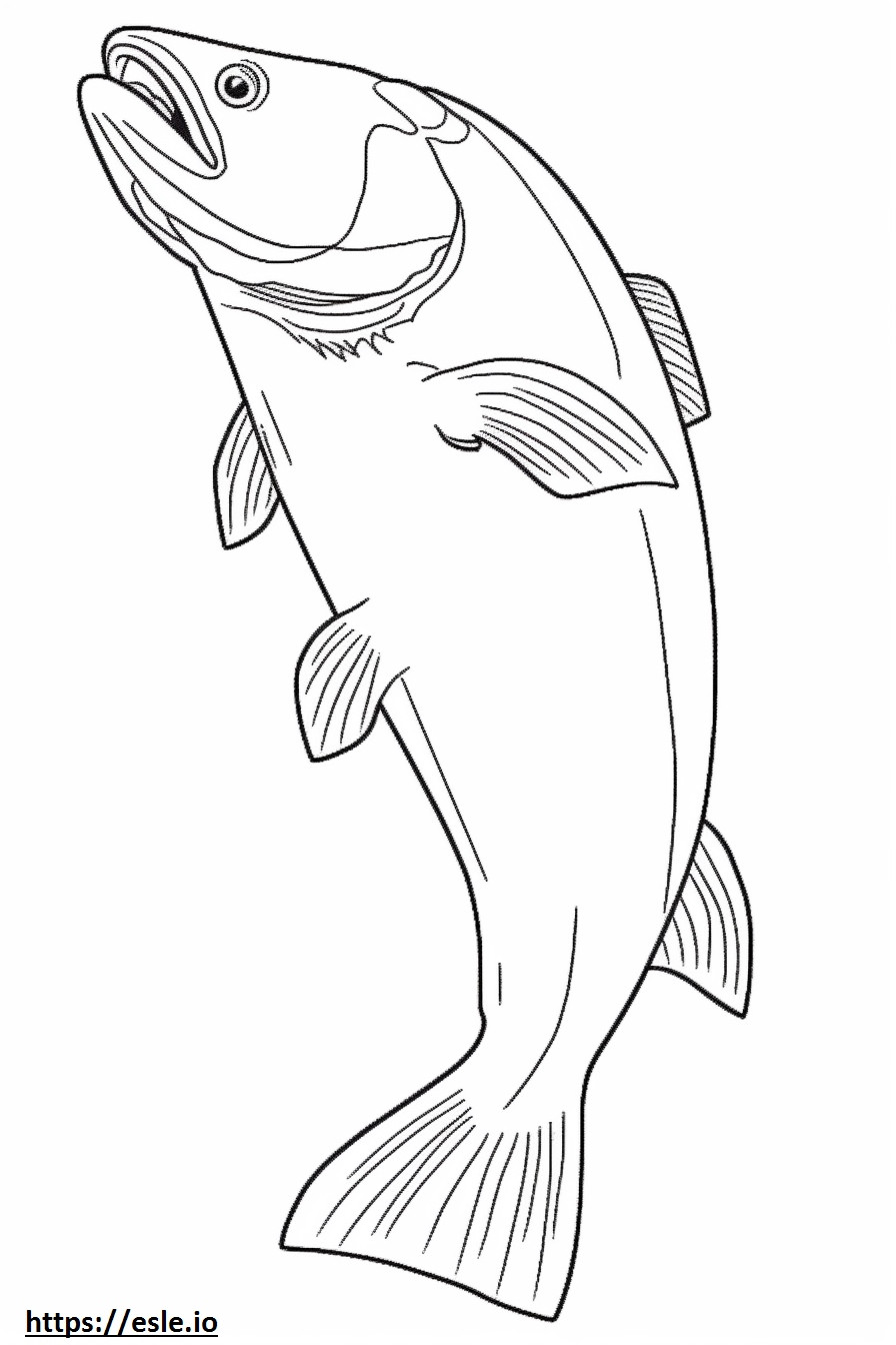 Steelhead Salmon teljes test szinező