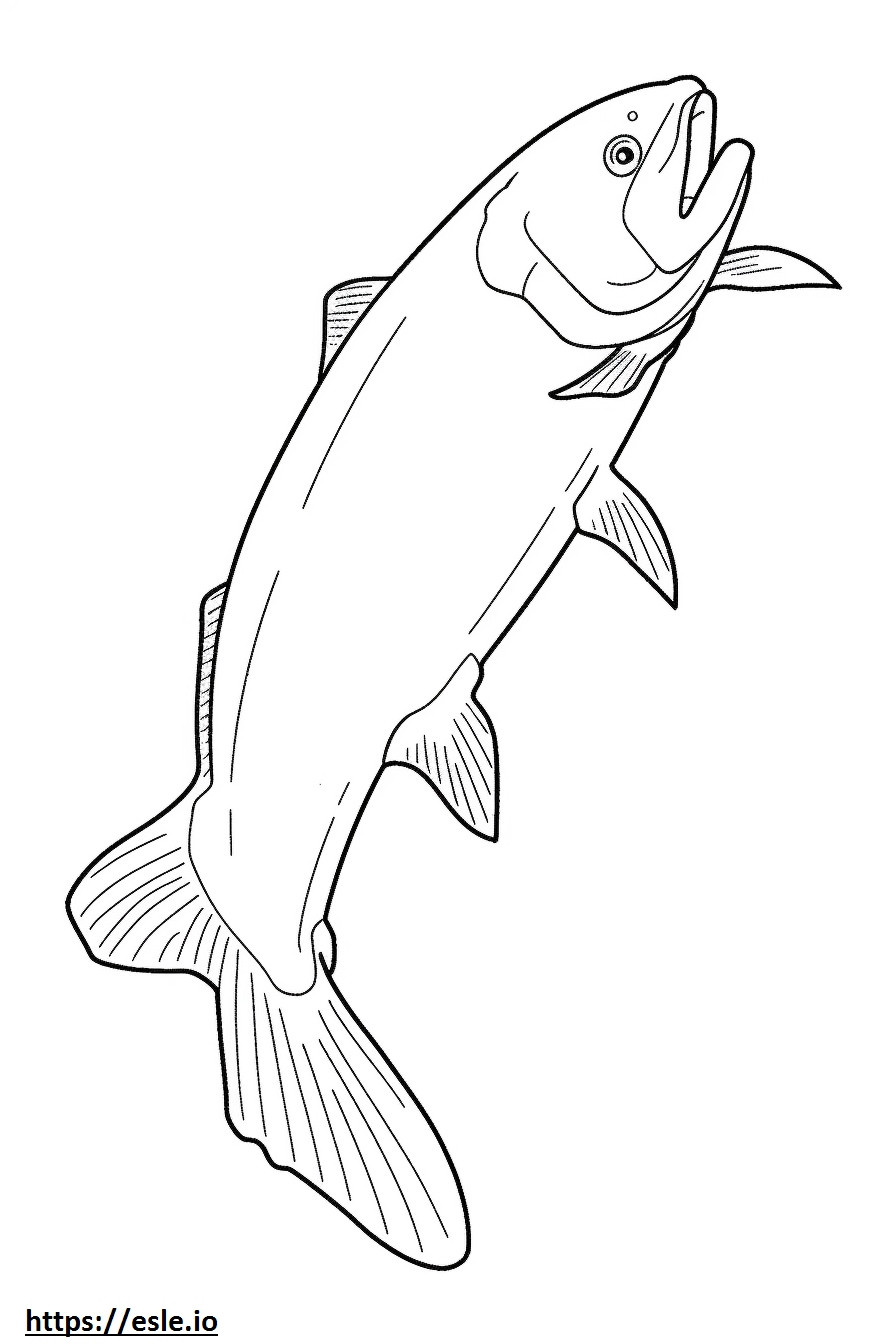 Steelhead Salmon koko runko värityskuva
