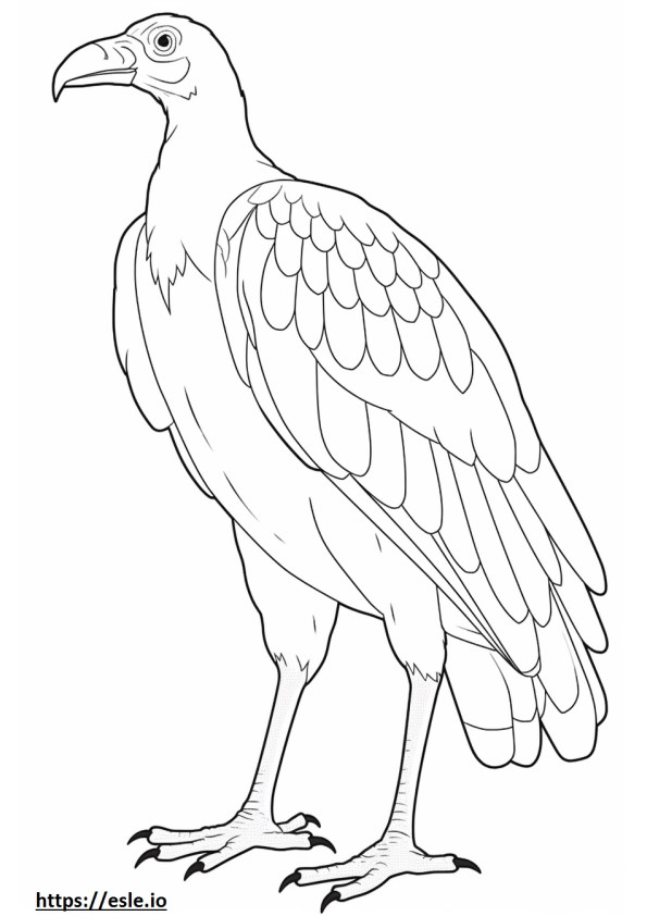 Cinereous Vulture aranyos szinező