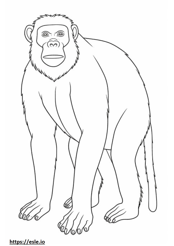 Monkey full body coloring page