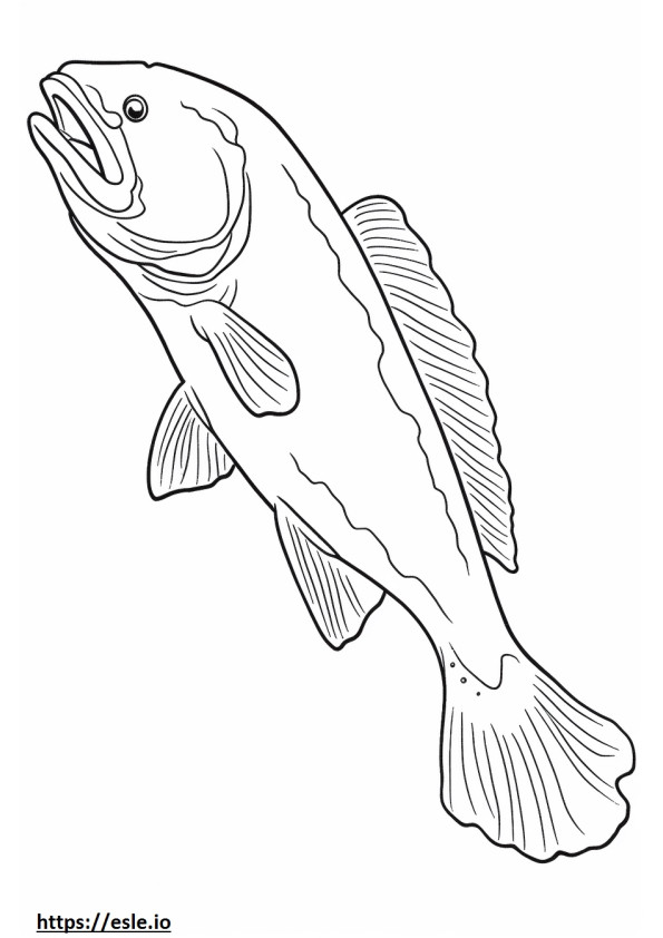 Corpo inteiro de salmão Keta para colorir
