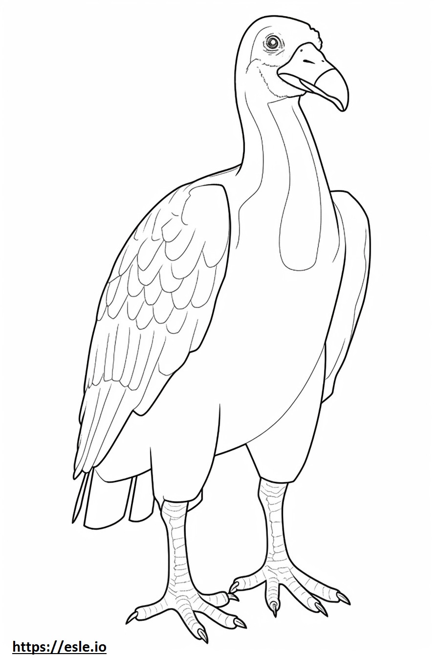 Corpo intero dell'avvoltoio collorosso da colorare