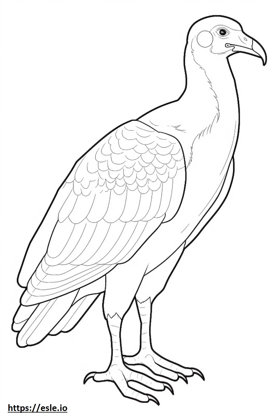 Turcia Vulture cu corp întreg de colorat