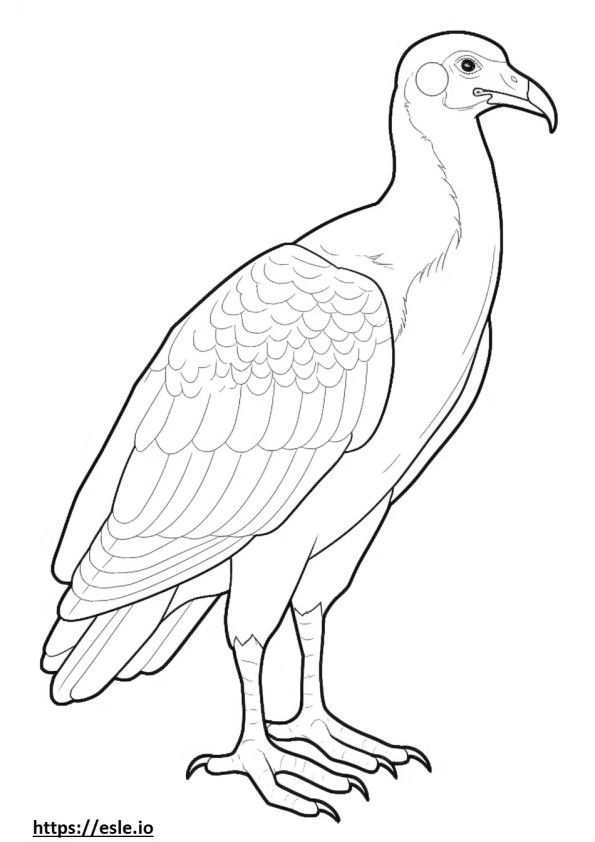 Turkey Vulture full body coloring page
