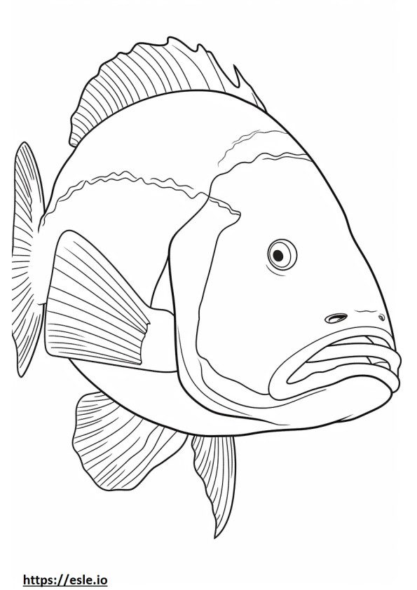 Cara de peixe Barramundi para colorir