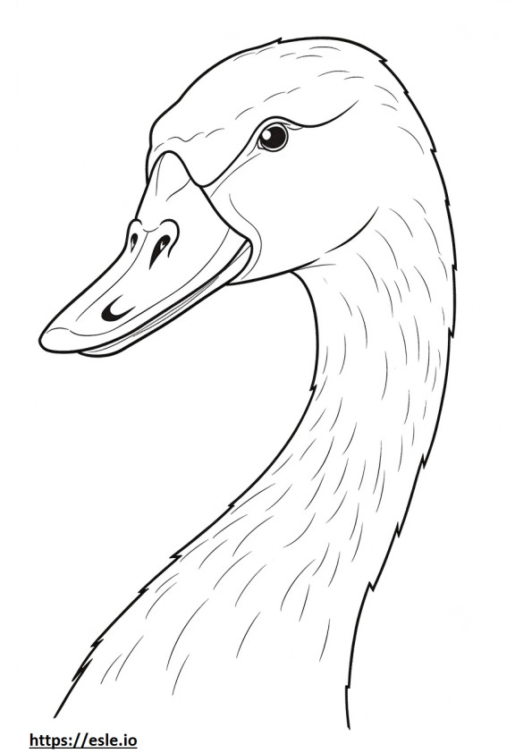 Cara de cisne para colorir