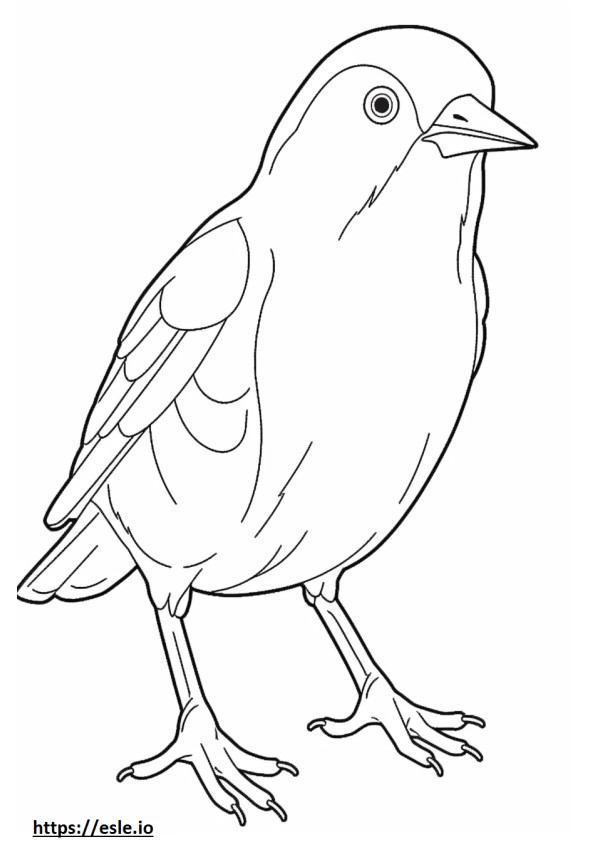 European Robin face coloring page