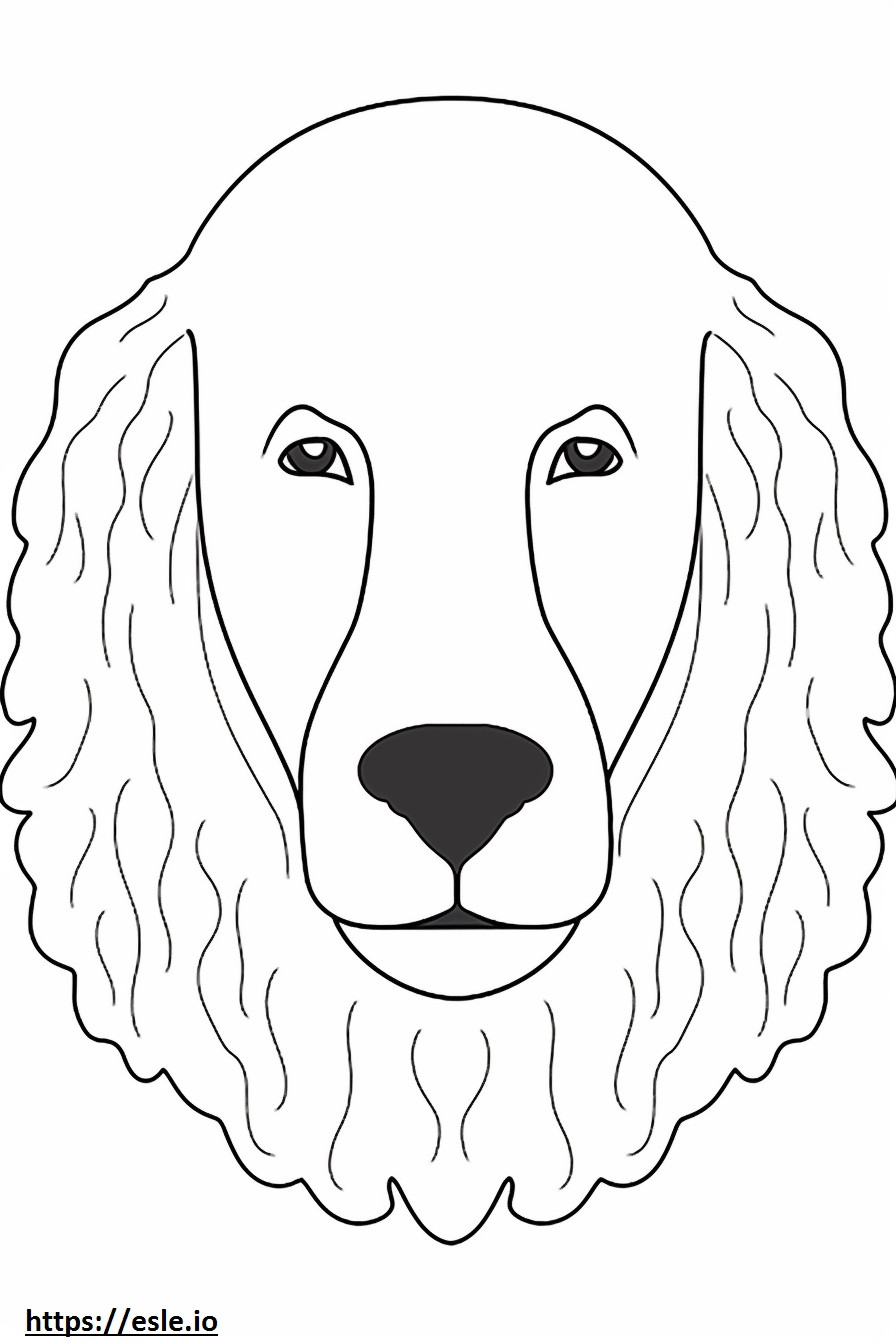 Irish Water Spaniel face coloring page