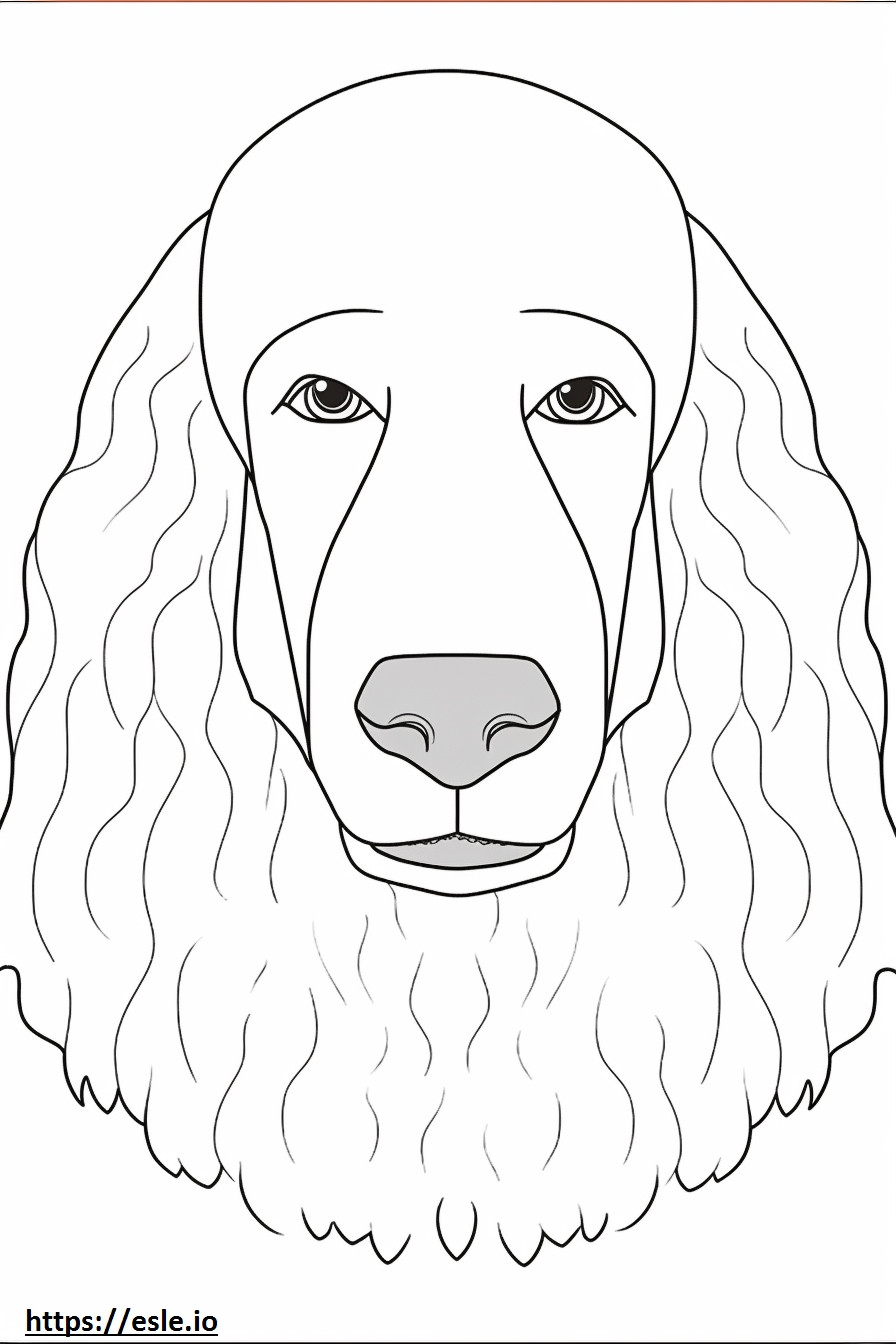 Cara del perro de agua irlandés para colorear e imprimir