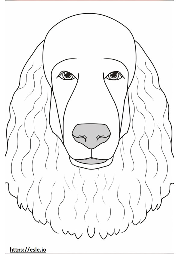 Irish Water Spaniel face coloring page