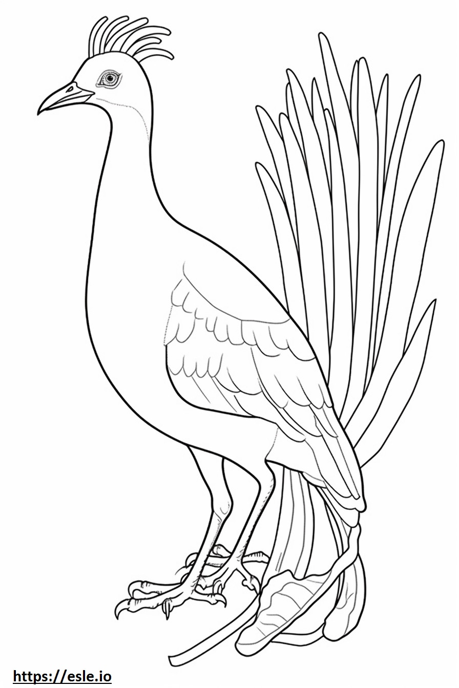 Lyrebird cute coloring page