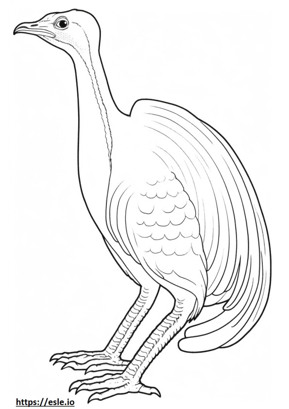 Lyrebird aranyos szinező