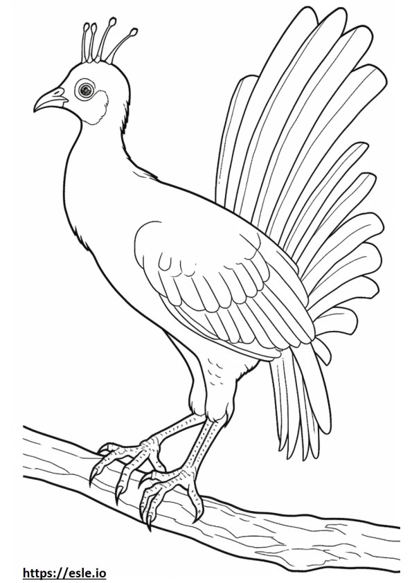 Lyrebird śliczny kolorowanka