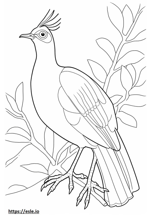 Lyrebird cute coloring page