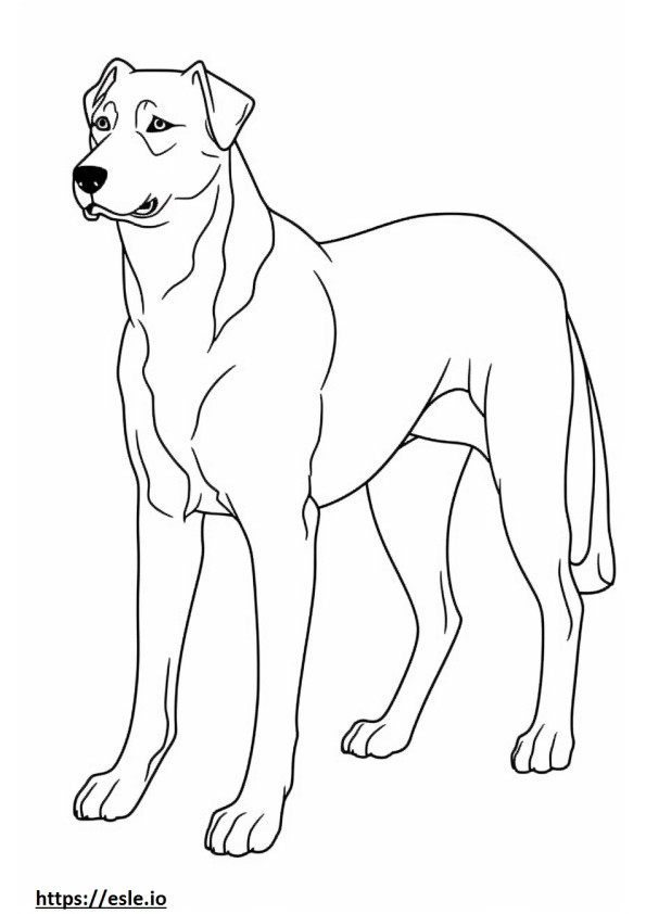 Coloriage Foxhound anglais corps entier à imprimer