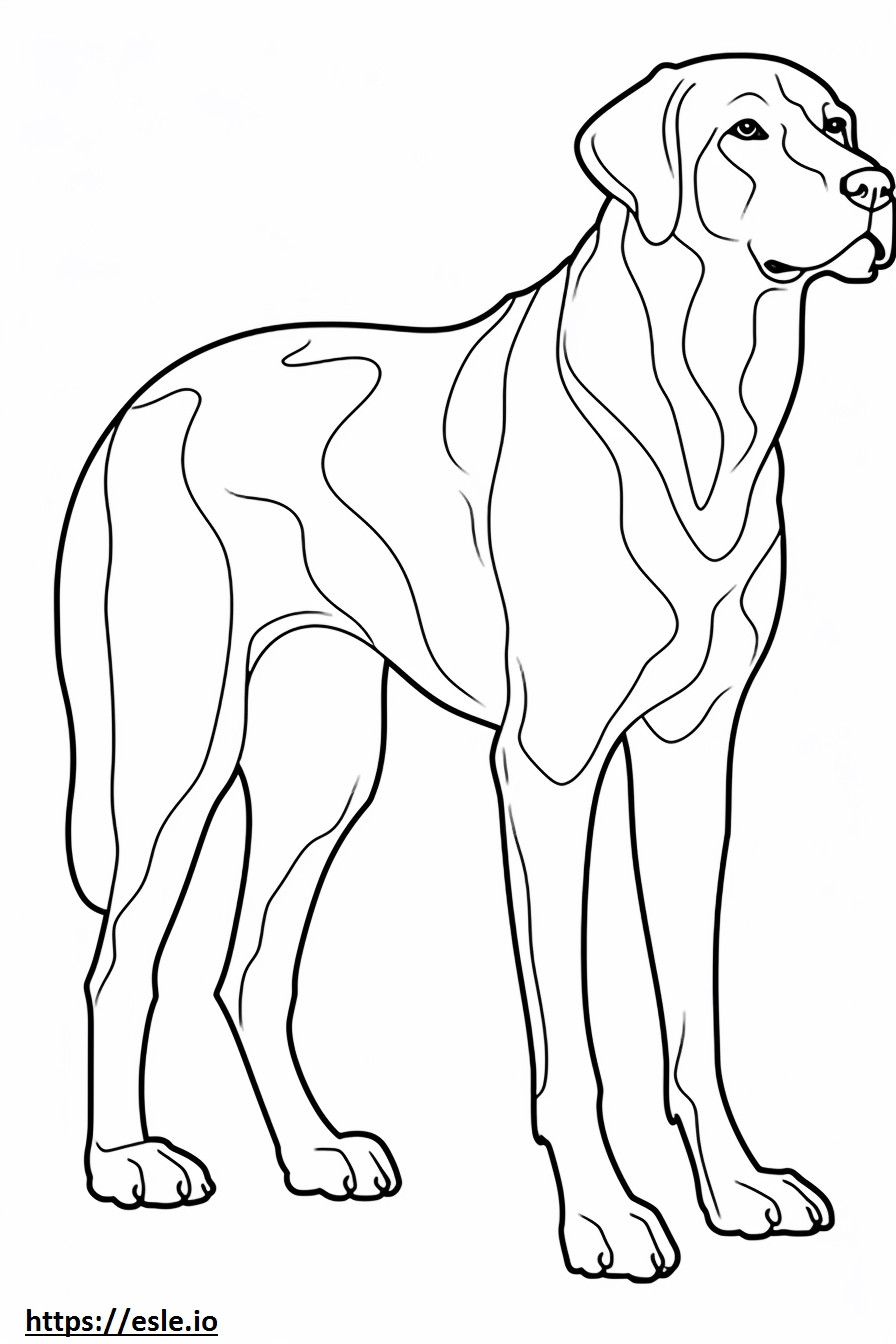 Foxhound inglese a corpo intero da colorare