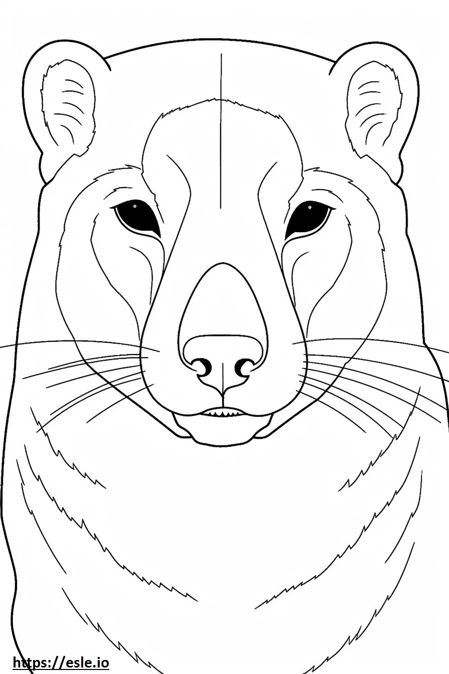 Mongoose face coloring page