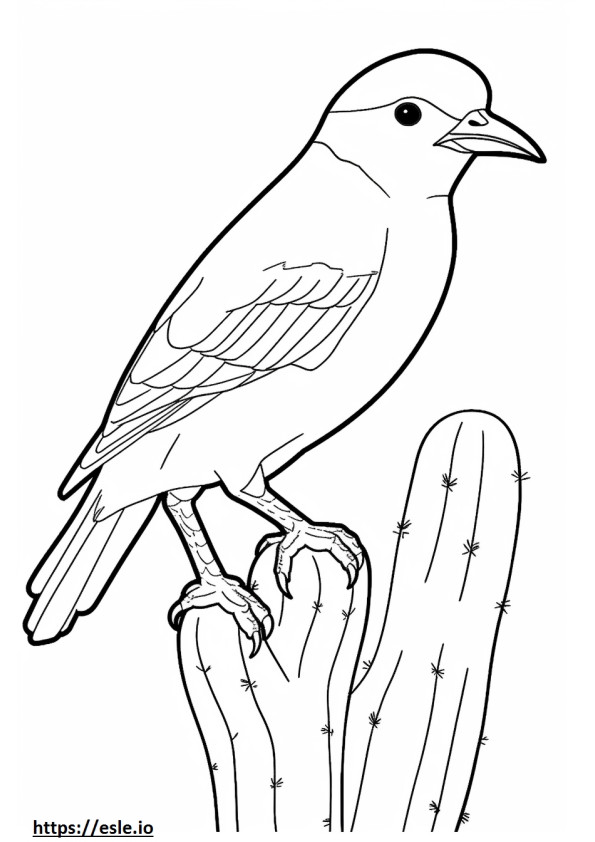 Cactus Wren face coloring page