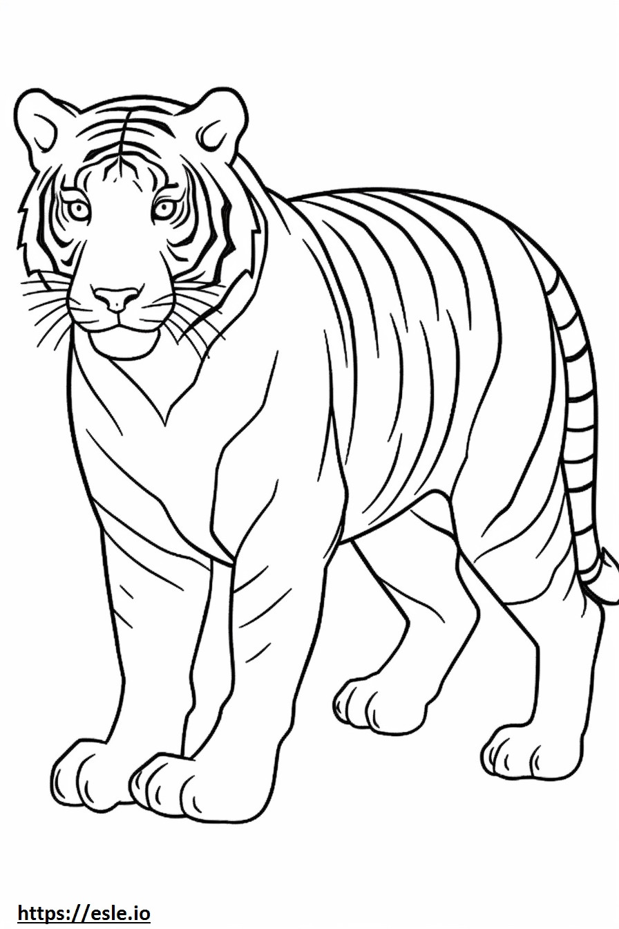 Tigre malaio fofo para colorir