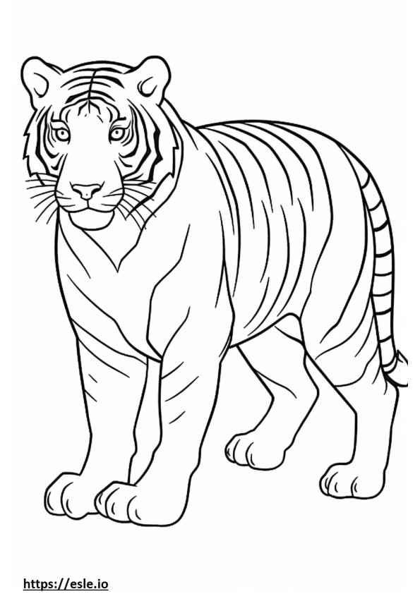 Malaijilainen tiikeri söpö värityskuva