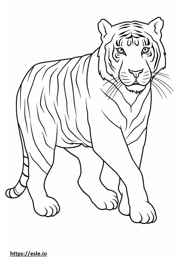 Tigrul Malayan drăguț de colorat
