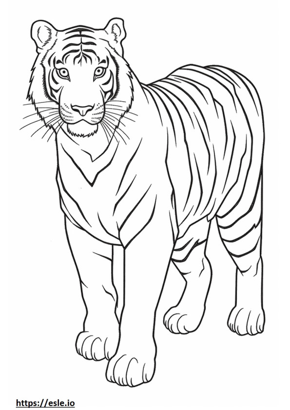 Malaijilainen tiikeri söpö värityskuva