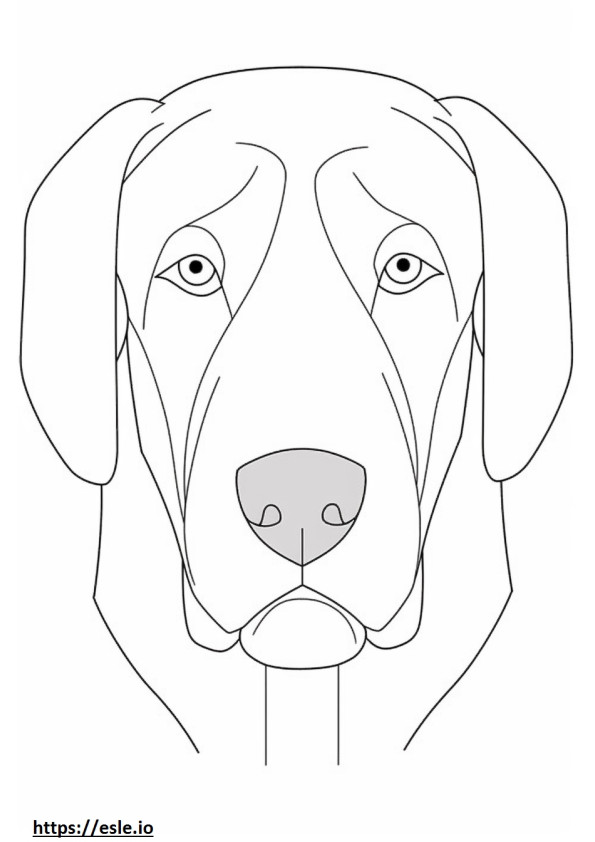 Hopeiset labradorin kasvot värityskuva