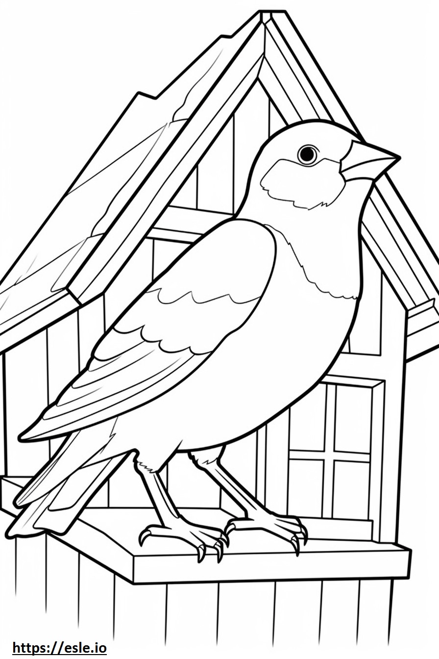 House Sparrow (English Sparrow) cute coloring page