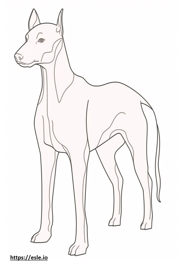 Italian Greyhound full body coloring page