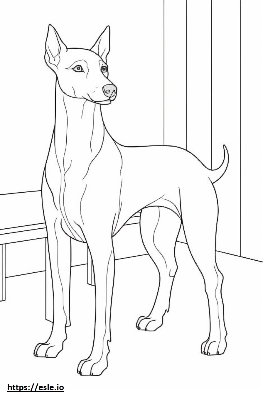 Italian Greyhound full body coloring page