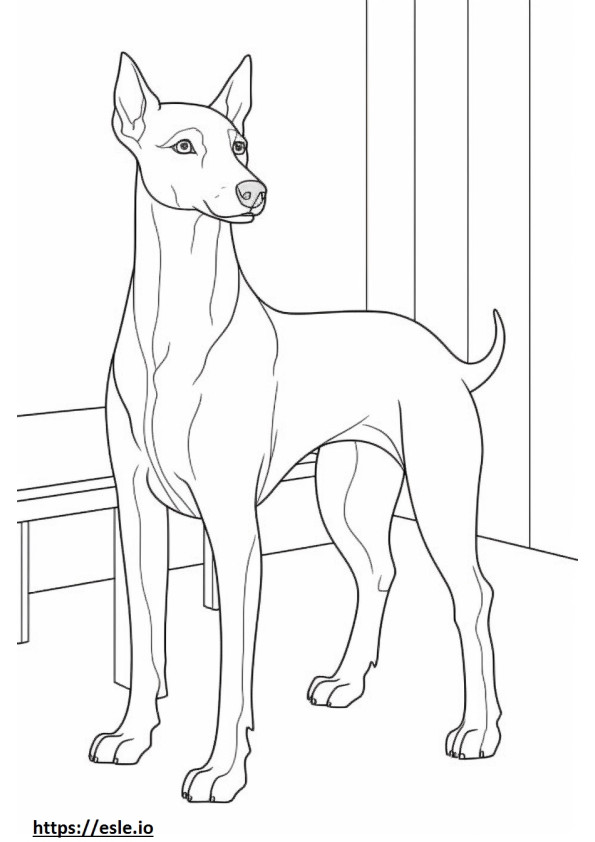 İtalyan Greyhound tam vücut boyama