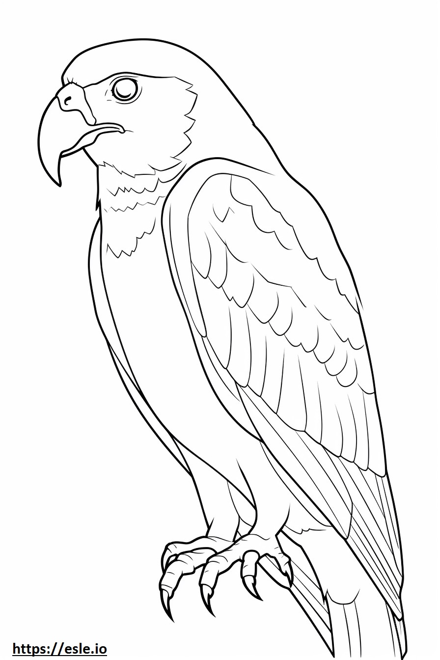 Barn Owl cute coloring page