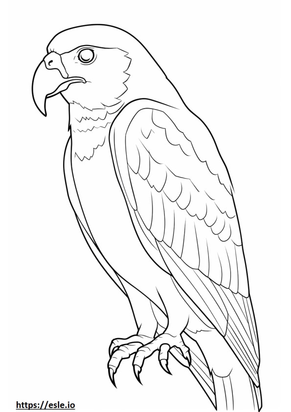 Barn Owl cute coloring page