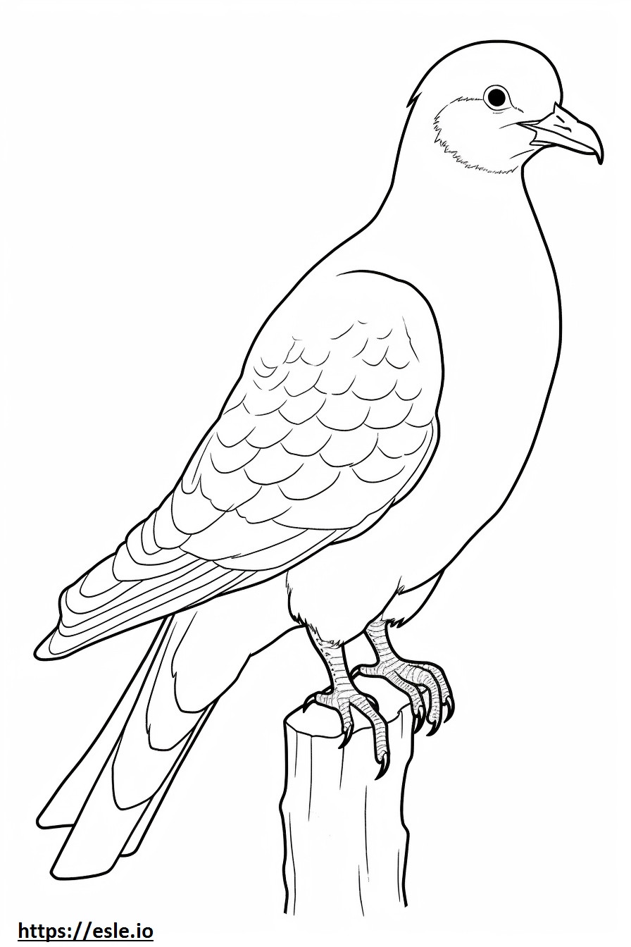 Eurasian Collared Dove koko vartalo värityskuva