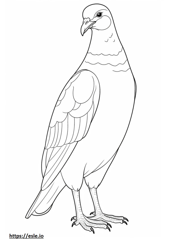 Eurasian Collared Dove koko vartalo värityskuva