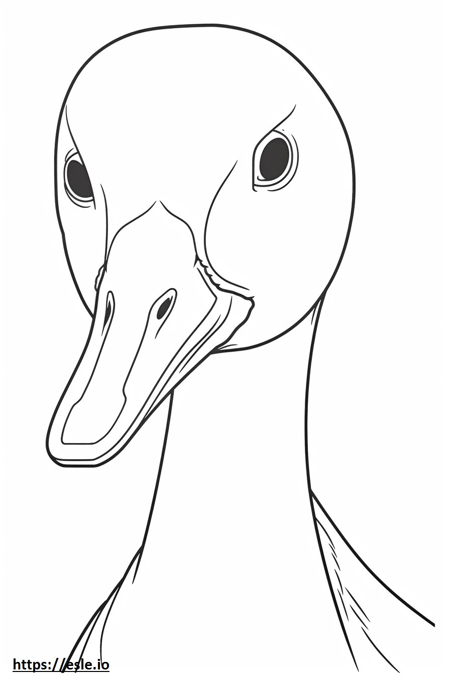 Northern Pintail face coloring page