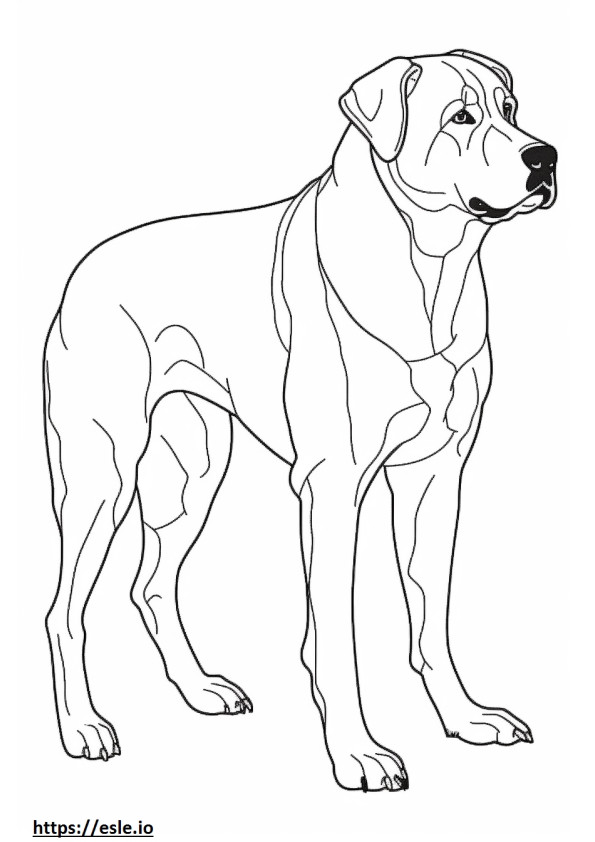 Greater Swiss Mountain Dog cute coloring page