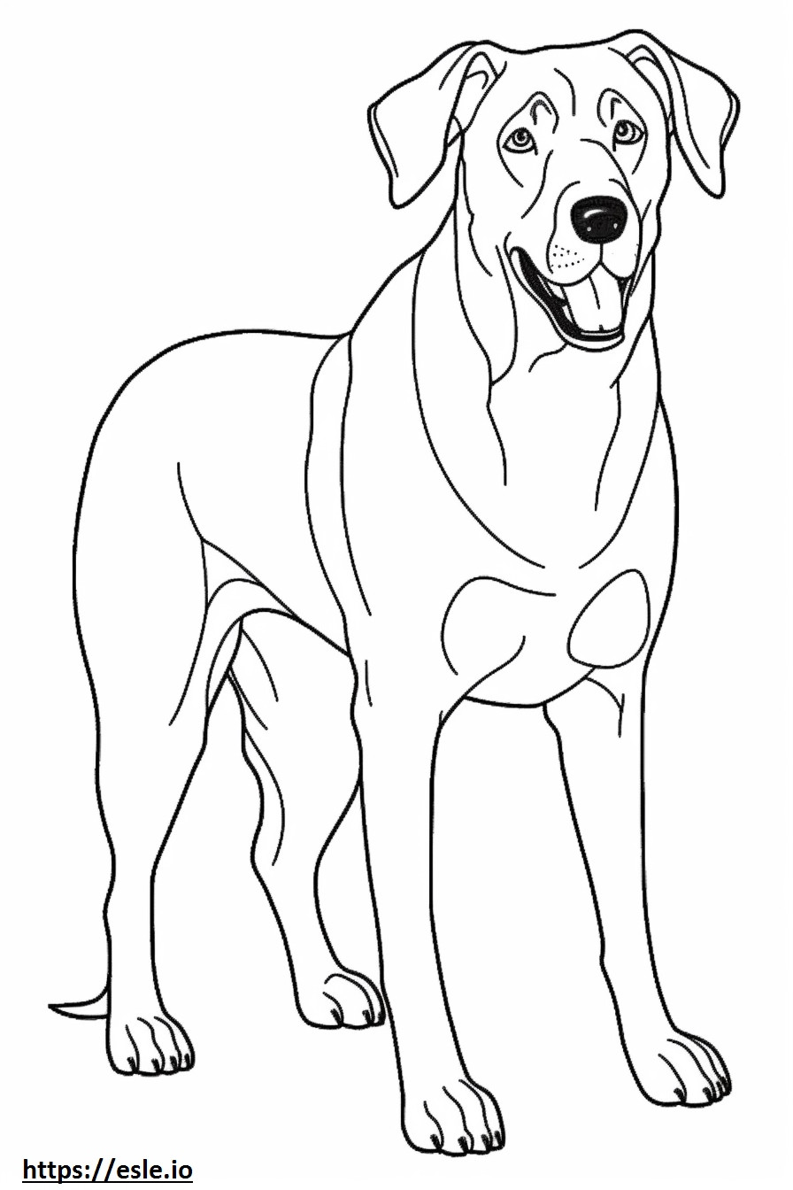 Grote Zwitserse Sennenhond schattig kleurplaat kleurplaat