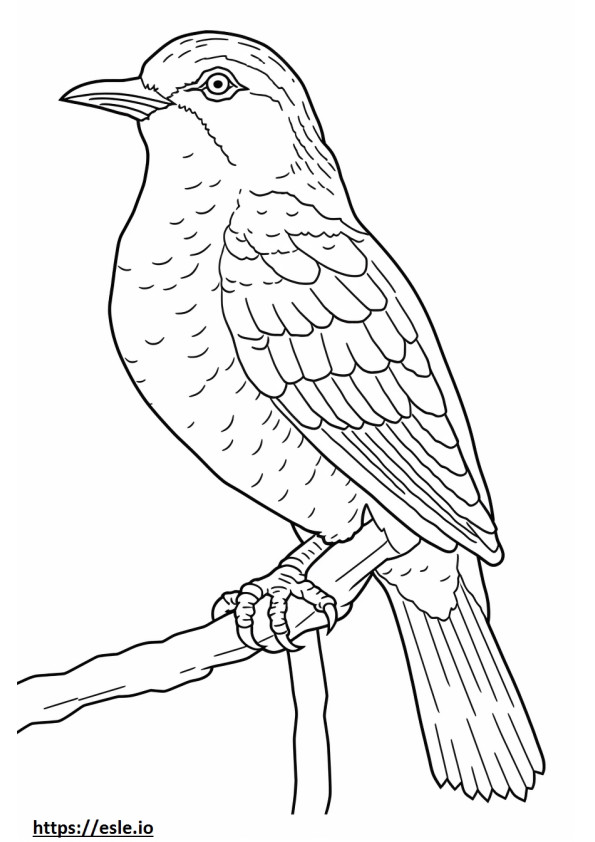 Wryneck full body coloring page