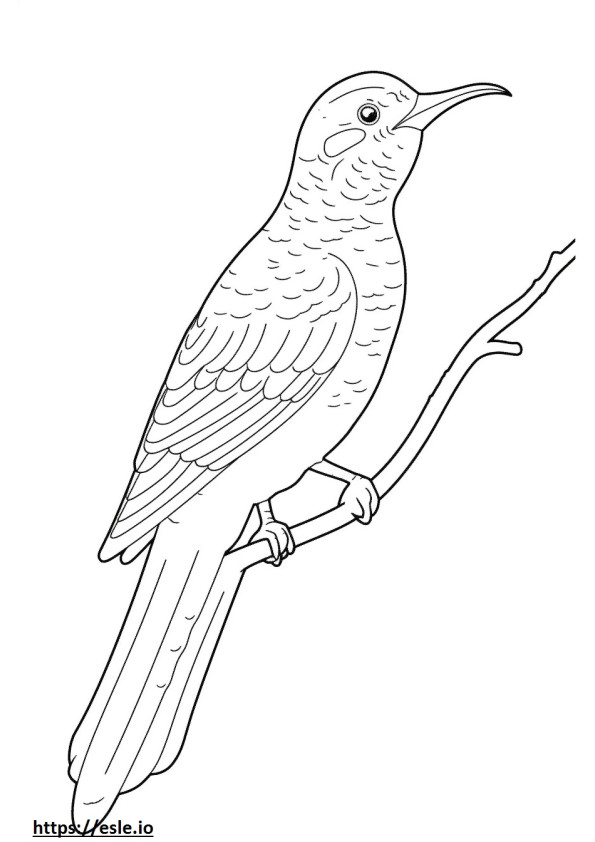 Wryneck full body coloring page