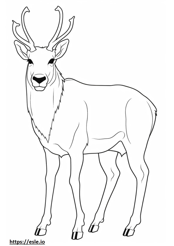 Waterbuck full body coloring page