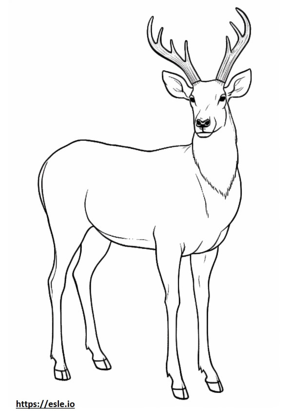 Waterbuck full body coloring page