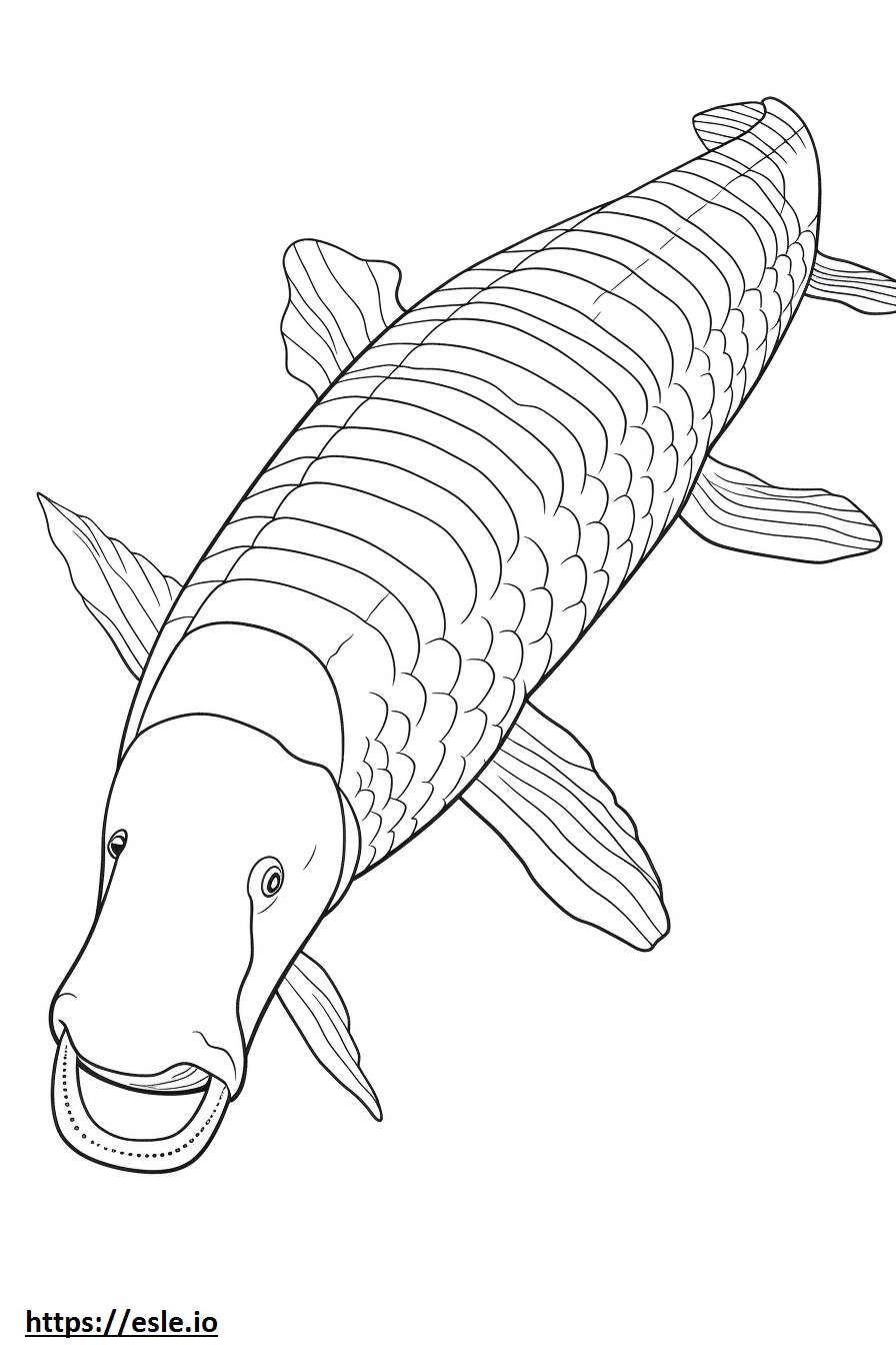 Arapaima full body coloring page
