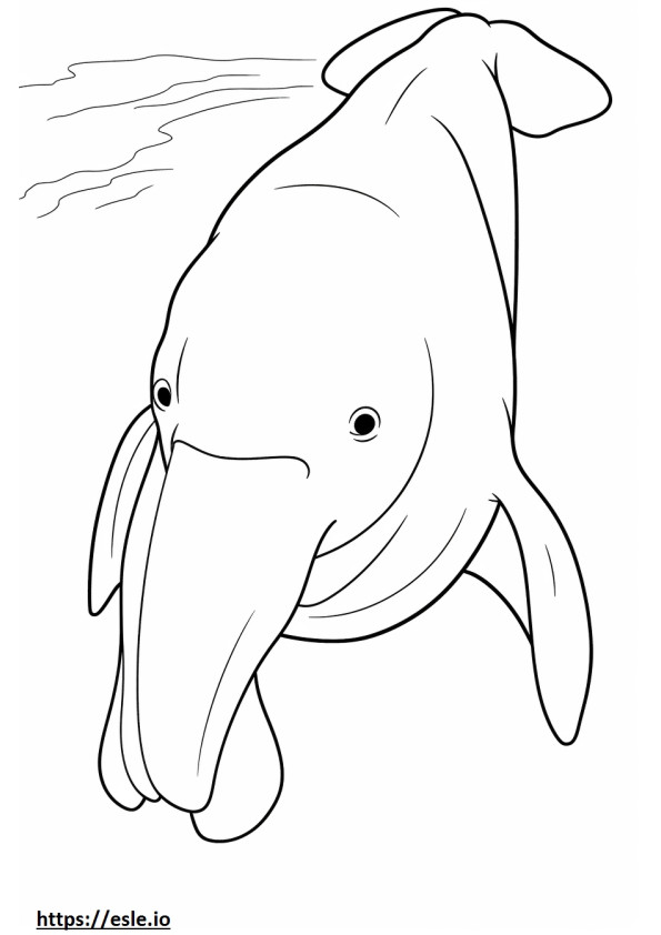 Faccia da dugongo da colorare