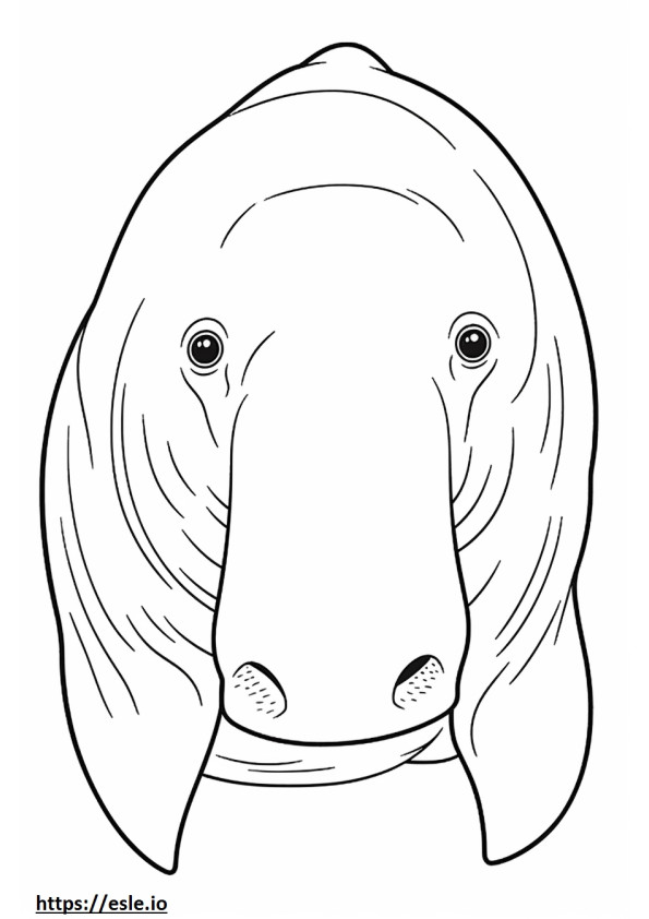 Dugongin kasvot värityskuva
